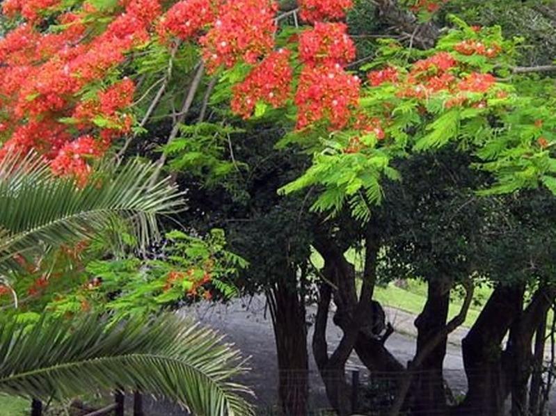 Coral Tree Colony Bed & Breakfast Southbroom Dış mekan fotoğraf